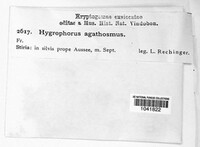 Hygrophorus agathosmus image